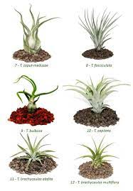 But hang on, before you buy some of them, learn about some of the best types of air plants in this list. Air Plant Identification List Of Tillandsia Lower Classifications Succulent Alley