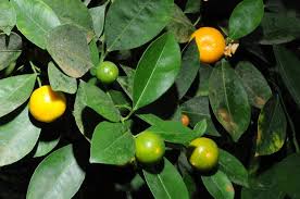 Image result for Citrus × aurantiifolia
