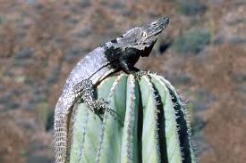 Image result for Rhynchosia torrei