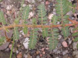 Image result for Tribulus zeyheri