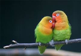 Love Birds Parrot Goruntuler Ile Muhabbet Kuslari Papagan Kus