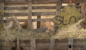 A Goat Will Keep You Alive Farm Wars Goat Milking Cute Goats Goats