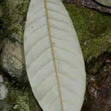 Image result for Chrysophyllum gorungosanum