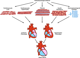 In this review article, we make the case that this interpretation is not consistent with the clinical and experimental data on the topic. Pathological Ventricular Remodeling Circulation
