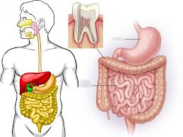 Map Digestive System Anatomy Diagram Quizlet