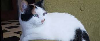 From all of us at the humane society for tacoma & pierce county, and from the thousands of homeless pets who will. No Kitten Left Behind Mn Home Facebook