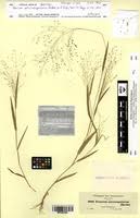 Image result for Panicum heterostachyum