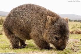 Wombat Facts Pictures Information For Kids Adults Australia Animals Australian Mammals Australian Native Animals