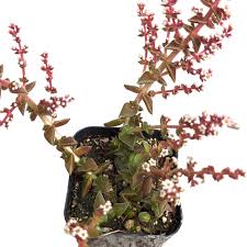 Image result for Crassula alticola