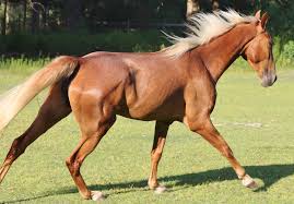 Mare care $3 a day, nochg. The Best Horse Breeds For Novice Riders