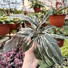 Image result for Pseuderanthemum