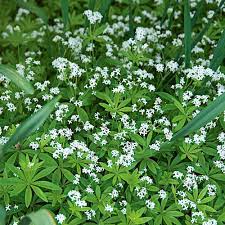 He named gallium after his country of citizenship. Galium Odoratum White Flower Farm