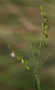 Image result for Polygala petitiana