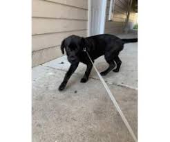 Find labrador retrievers for sale in wilmington, nc on oodle classifieds. 3 Months Old Black Lab Puppy For Sale In Wilmington North Carolina Puppies For Sale Near Me