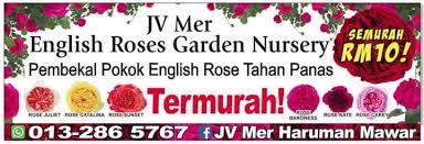 Contdict.com > malay english online translator. Jv Mer Pembekal Pokok Rose Tahan Panas English Roses Semurah Rm10 Sahaja Photos Facebook