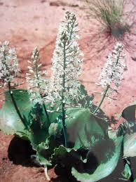 Image result for Eriospermum roseum