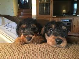 Our puppies make great family pets, watchdogs, companions, and hunting dogs. View Ad Airedale Terrier Litter Of Puppies For Sale Near Michigan Allendale Usa Adn 19579