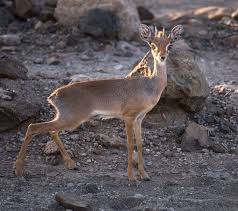 Only the rams have horns which can attain a length of 80 mm. Salt S Dik Dik Wikipedia