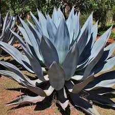 Image result for Agave