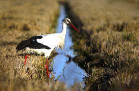 beyaz leylek ciconia ciconia animals flickr bird