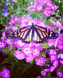 Another Of Our Pretty Little Lady Monarchs This One Is Enjoying The Garden Phlox Monarch Counts In Our Gardens Have Gone Way U Plant Lady Plant Lover Monarch
