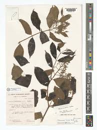 Image result for Pleioceras orientale