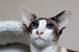 Kostenlose lieferung für viele artikel! Datei Siam Katze Seal Tortie Point White Jpg Wikipedia