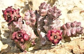 Image result for Ceropegia namuliensis