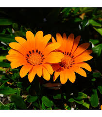 Image result for foto Gazánie