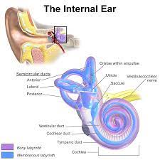 The ear is the organ of hearing and, in mammals, balance. Inner Ear Wikipedia