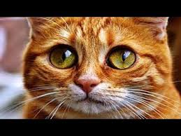 Edu Kid Tv Youtube In 2020 Funny Animal Videos Funny Cat Videos Funny Dogs