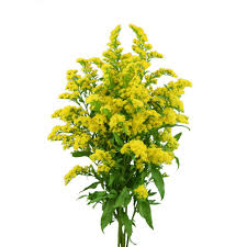 Image result for Solidago