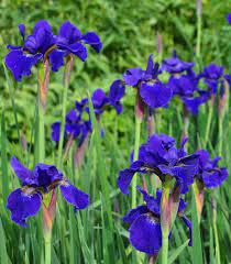 Three Dogs In A Garden How To Grow Siberian Iris Perennial Plants Iris Flowers Hardy Geranium