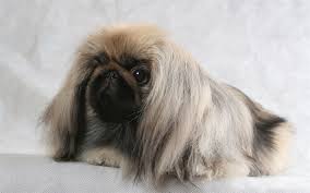 Download Wallpapers Pekingese Dog Cute Animals Furry Dog Pets Small Decorative Dogs Besthqwallpapers Com Ç¬ Ãã­ãã¼ãº Åç©