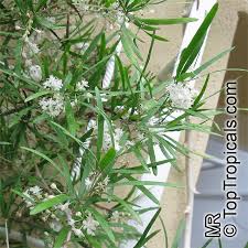 Image result for Asparagus falcatus