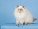 SEAL POINT HIMALAYAN PERSIAN CATS - Kingsley Kittens ...