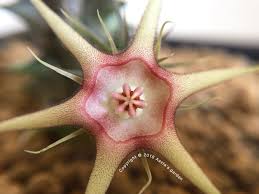 Image result for Huernia verekeri