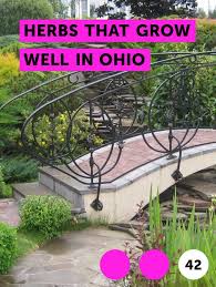 Each plant may produce up to one quart of fruit when grown in a matted row during the first fruiting year. Learn Herbs That Grow Well In Ohio How To Guides Tips And Tricks Garden Soil Plants Growing Grass