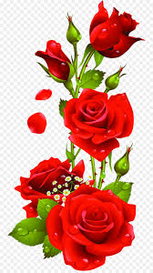 Beautiful rose flowers images and wallpapers hd pictures. Background Family Day Png Download 812 1600 Free Transparent Rose Png Download Cleanpng Kisspng