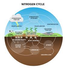 Nitrogen Cycle Steps Process Explanation Diagram