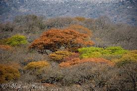 Image result for Brachystegia glaucescens