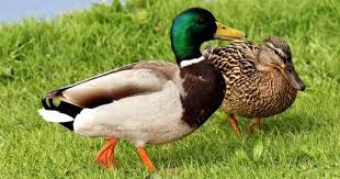 Bird With Light Brown Head And Black Body Duck Breeds 14 Breeds You Could Own And Their Facts At A Glance Duck Breeds Pet Ducks Breeds