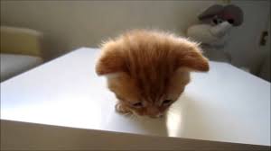 yavru kedi sesi miyav miau youtube
