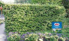 Lesen sie über deren erfahrungen, und teilen sie ihre eigenen! Bis Zu 33 Rabatt Hainbuchenhecke 4 16 M Groupon