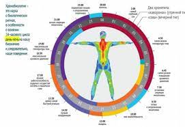 Контролируют время отхождения ко сну и просыпания. Kak Ispolzovat Cirkadnye Ritmy Dlya Bolshej Produktivnosti