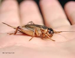 Crickets at night 10 hours to fall asleep fast. Jiminy Cricket What S That Noise In My Garden Alameda Ca Patch