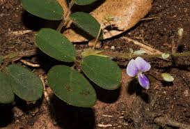 Image result for Grona adscendens