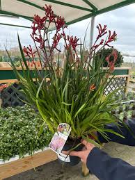 Image result for Anigozanthos