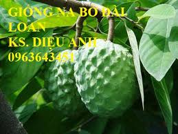 Đọc báo tin tức online đài loan, việt nam & thế giới mới nhất. Cay Giá»'ng Nong Nghiá»‡p Ä'á»‹a Chá»‰ Ban Cay Giá»'ng Na Bá»Ÿ Ä'ai Loan Na Dai Ä'ai Loan Mang Cáº§u Ä'ai Loan Mang Cáº§u Na Ä'ai Loan Chuáº©n Uy Tin Cháº¥t LÆ°á»£ng Lh