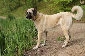 Pitbull vs kangal 2020 & kangal takes down dogo | turkey. Turkish Kangal Dog Breed Facts Highlights Buying Advice Pets4homes